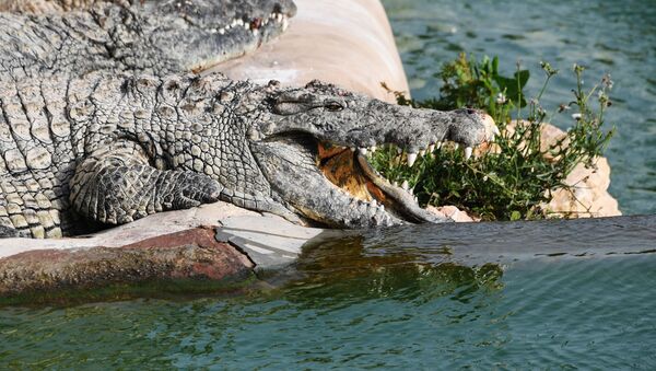 Крокодил, архивное фото - Sputnik Таджикистан