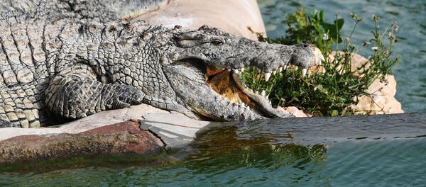 Крокодил, архивное фото - Sputnik Таджикистан