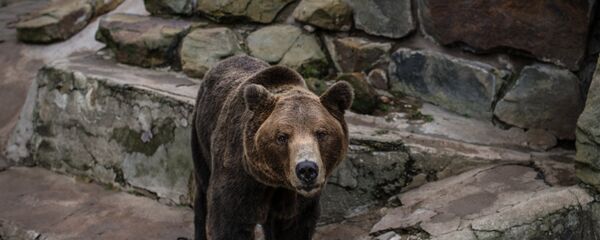 Бурый медведь, архивное фото - Sputnik Тоҷикистон
