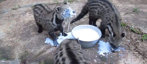 Забавные животные - Sputnik Таджикистан