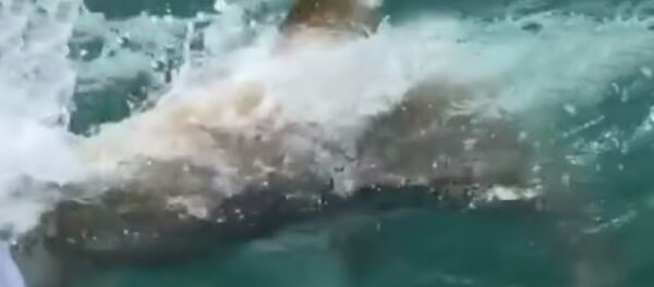 Гигантская рыба проглотила акулу и попала на видео - Sputnik Таджикистан