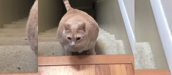 Жирный кот - Sputnik Таджикистан