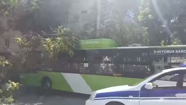 Пассажирский автобус в Ташкенте врезался в дерево - Sputnik Таджикистан