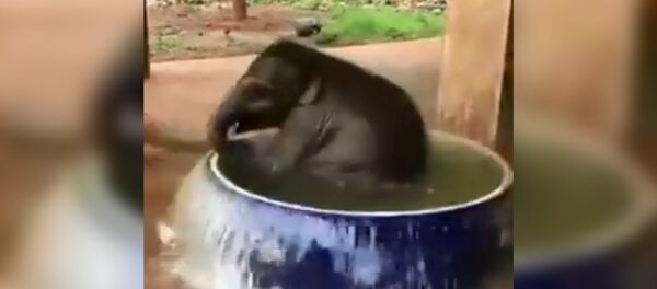 Слоник купается в воде Слоник купается в воде - Sputnik Таджикистан