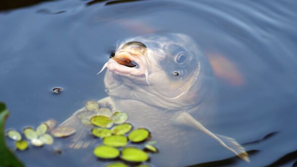 Рыба выглядывает из воды, архивное фото - Sputnik Тоҷикистон