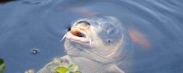 Рыба выглядывает из воды, архивное фото Рыба выглядывает из воды, архивное фото - Sputnik Тоҷикистон