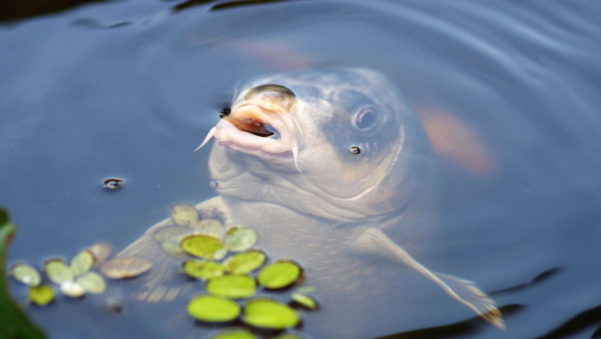 Рыба В Воде Фото