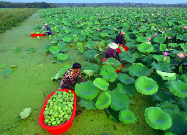 Сбор урожая семенных стручков лотоса на озере в китайской местности Таньчэн - Sputnik Таджикистан