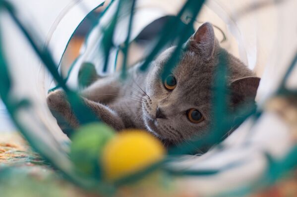 Кошка играет шариками, архивное фото - Sputnik Таджикистан