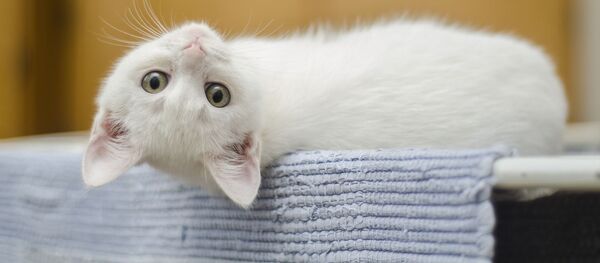 Котенок, архивное фото - Sputnik Таджикистан