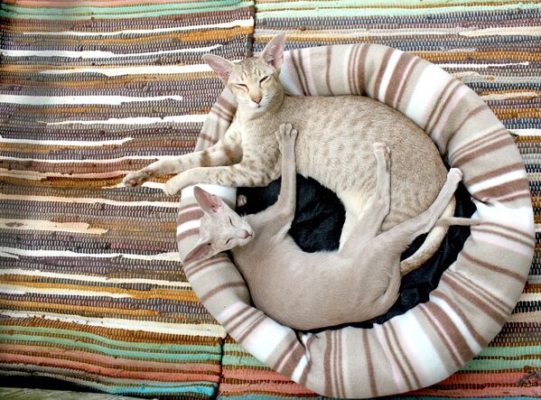 Сиамские кошки, архивное фото - Sputnik Таджикистан