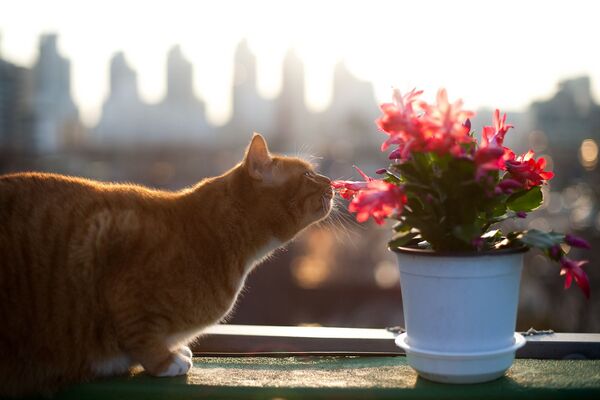 Кошка нюхает цветы, архивное фото - Sputnik Таджикистан