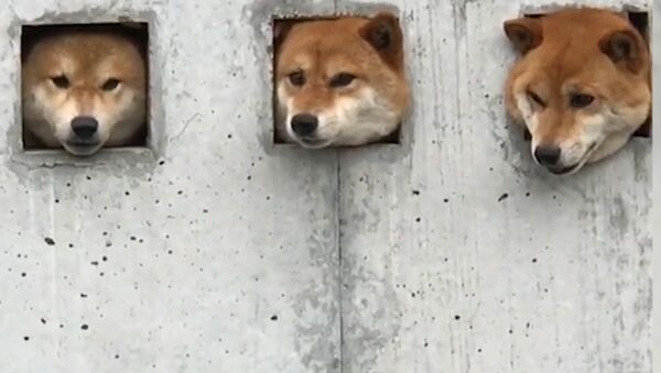 Три собаки в Японии прославились благодаря необычной стене - Sputnik Таджикистан