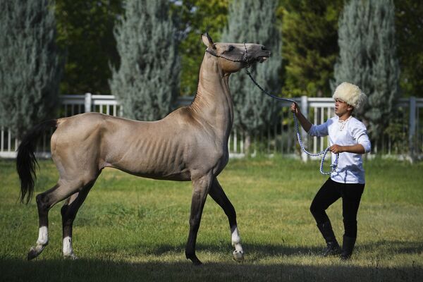 Мужчина с лошадью в Международном конноспортивном комплексе Туркменистана - Sputnik Таджикистан