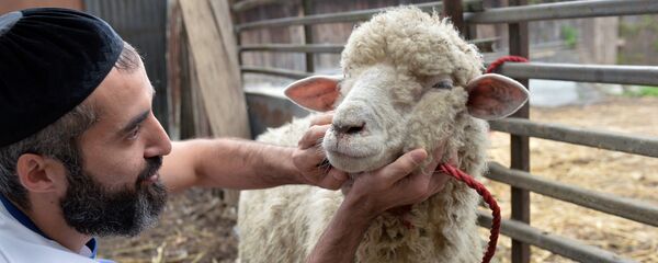 Баран, архивное фото - Sputnik Тоҷикистон