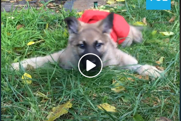 Собака-инвалид - Sputnik Таджикистан