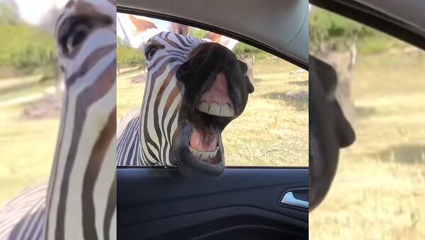 В США зебра заглянула в машину к туристам и попала на видео - Sputnik Таджикистан