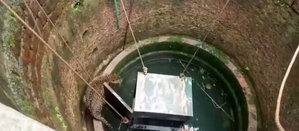 В Индии леопард с собакой провалился в колодец В Индии леопард с собакой провалился в колодец - Sputnik Таджикистан