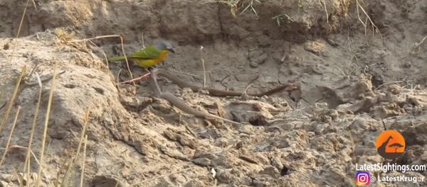 Маленькая птичка растерзала живую змею на глазах у туристки - Sputnik Таджикистан