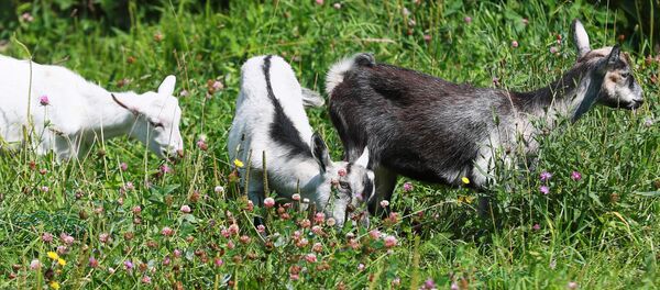 Козы, архивное фото Козы, архивное фото - Sputnik Таджикистан