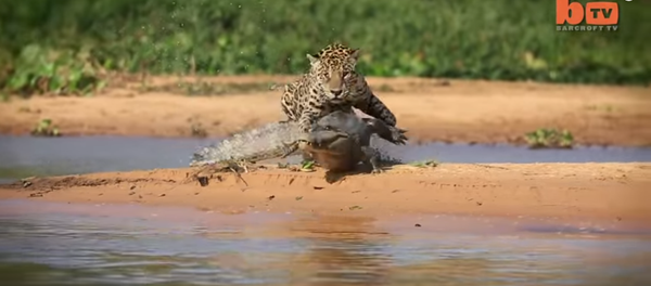 Ягуар против крокодила - Sputnik Таджикистан