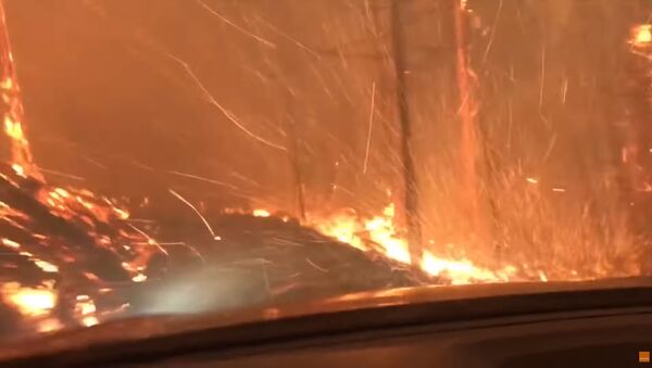 Отец с сыном сняли на видео, как спасались от лесного пожара - Sputnik Таджикистан