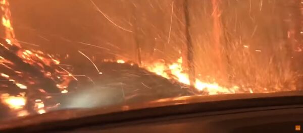 Отец с сыном сняли на видео, как спасались от лесного пожара - Sputnik Таджикистан