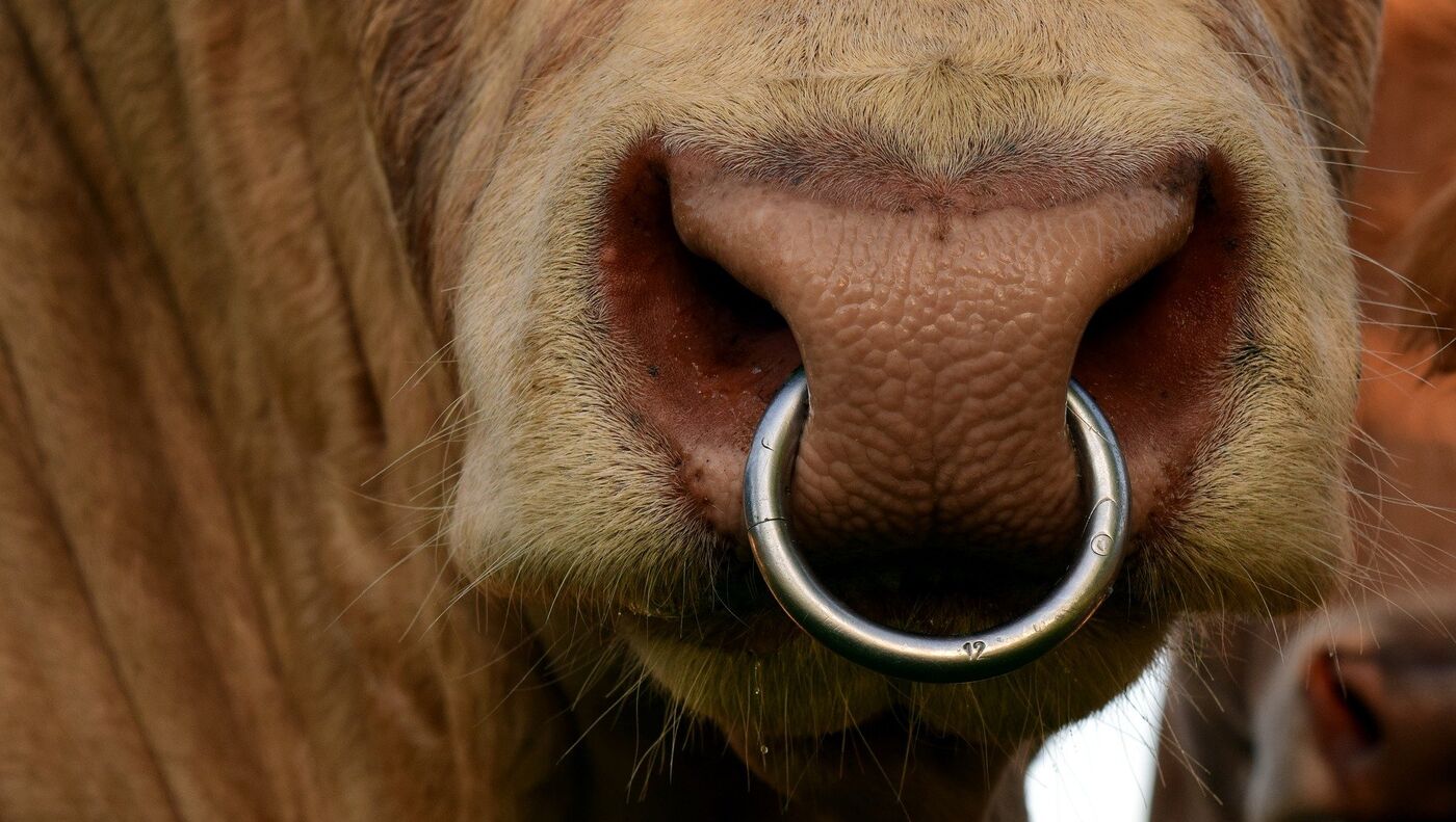 Фото бык с кольцом в носу прикол