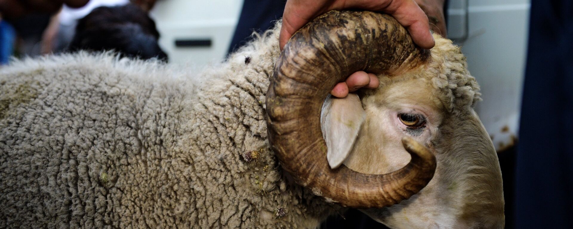 Баран, архивное фото - Sputnik Тоҷикистон, 1920, 17.08.2025