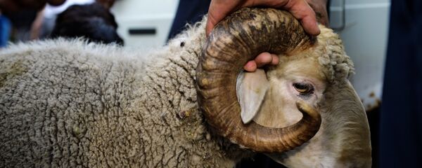 Баран для жертвоприношения в мусульманский праздник Курбан-Байрам, архивное фото - Sputnik Тоҷикистон