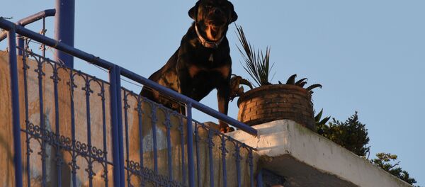 Собака охраняет жилой дом - Sputnik Таджикистан