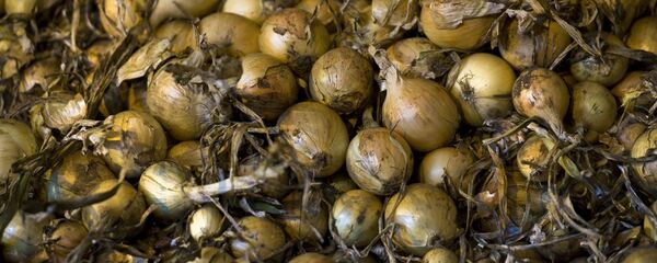 Лук, архивное фото Лук, архивное фото - Sputnik Таджикистан