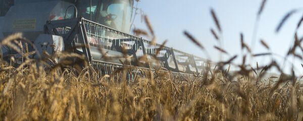 Уборка пшеницы на полях, архивное фото Уборка пшеницы на полях, архивное фото - Sputnik Таджикистан
