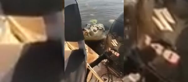 Рыбаки сняли на видео неожиданный прыжок крокодила в их лодку - Sputnik Таджикистан