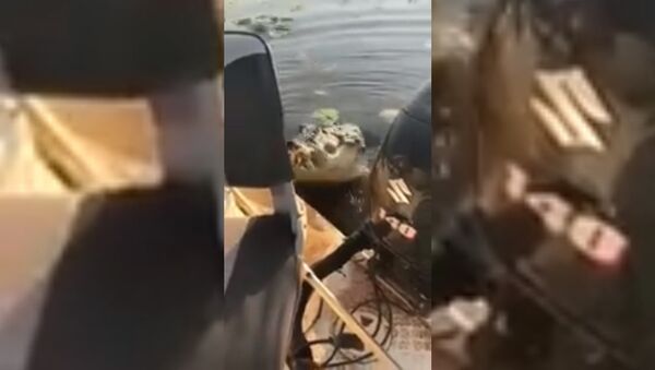 Рыбаки сняли на видео неожиданный прыжок крокодила в их лодку - Sputnik Таджикистан