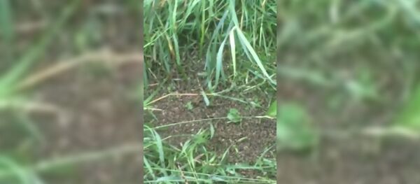 Дождь из клопов в Якутии - Sputnik Таджикистан