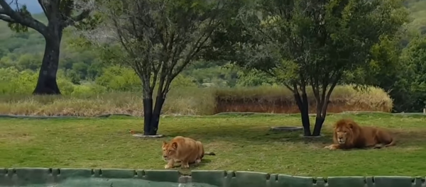 Львица упала с обрыва в погоне за туристами: видео Львица упала с обрыва в погоне за туристами: видео - Sputnik Таджикистан