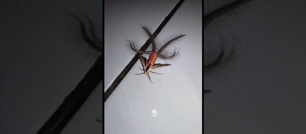 Похоже на инопланетянина: жуткое существо терроризирует Азию Похоже на инопланетянина: жуткое существо терроризирует Азию - Sputnik Таджикистан