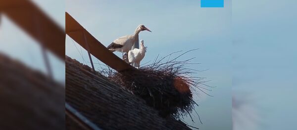 Любовь длиною в 16 лет - видео - Sputnik Таджикистан