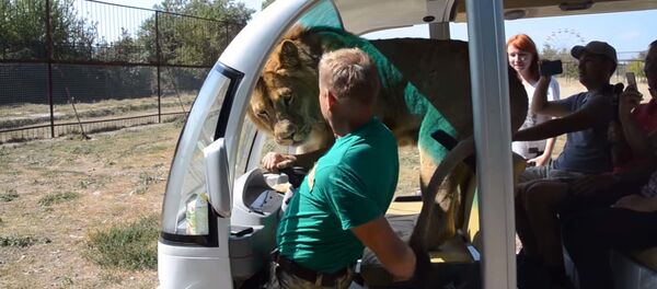 Лев в Тайгане - Sputnik Таджикистан