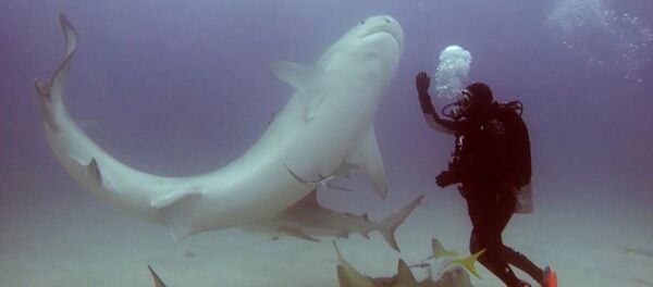 На Багамских островах дайвер ввёл тигровую акулу в транс На Багамских островах дайвер ввёл тигровую акулу в транс - Sputnik Таджикистан