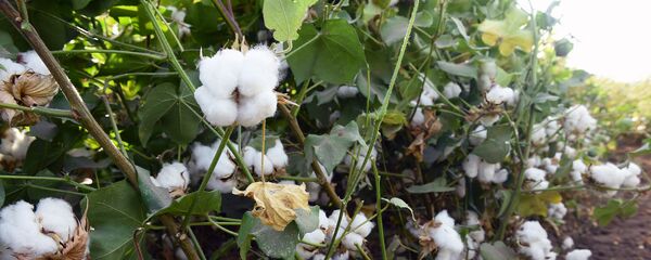 Хлопок, архивное фото - Sputnik Тоҷикистон