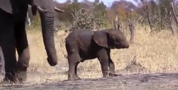 Слоненок без хобота попал на видео Слоненок без хобота попал на видео - Sputnik Таджикистан