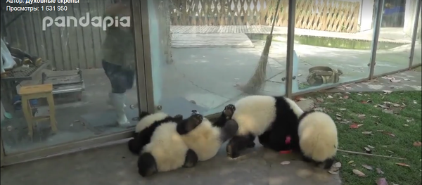 Панды Панды - Sputnik Таджикистан