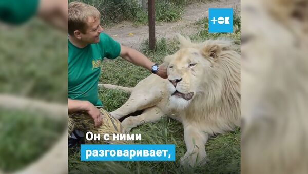 Дружба человека и львов - Sputnik Таджикистан