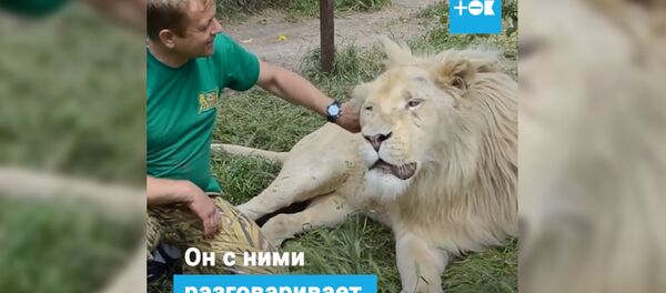 Дружба человека и львов - Sputnik Таджикистан