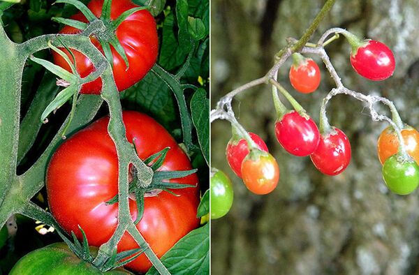 Культурные томаты и их дикий родственник Solanum pimpinellifolium Культурные томаты и их дикий родственник Solanum pimpinellifolium - Sputnik Таджикистан