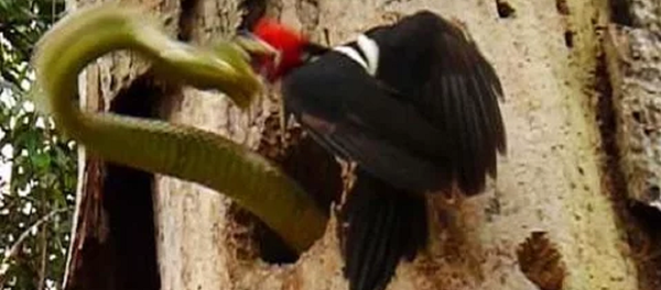 Дятел сражается со змеей, напавшей на его птенцов – невероятное видео - Sputnik Таджикистан