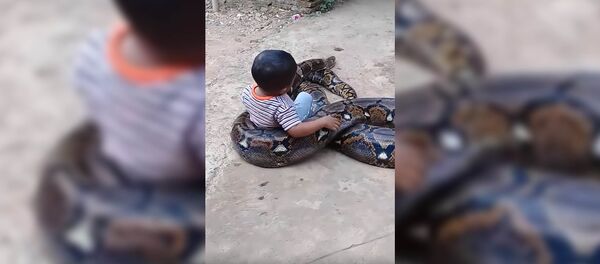 Видео - маленький мальчик играет с питоном - Sputnik Таджикистан
