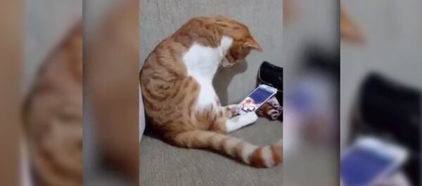 Реакция кота на видео с умершим хозяином Реакция кота на видео с умершим хозяином - Sputnik Таджикистан